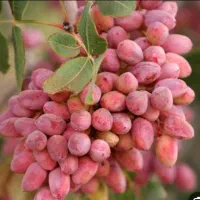 نهال پسته گردو بادام و ....