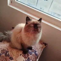 گربه پرشین وهیمالین دونژادس|گربه|ری, دیلمان|دیوار