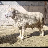 گوسفند قوچ و میش ایلدوفرانس اصیل فرانسوی|حیوانات مزرعه|تهران, آسمان|دیوار
