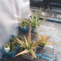 آلوئه ورا|گل و گیاه طبیعی|لاهیجان, گلستان|دیوار