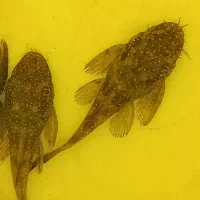 ماهی آکواریومی لجن خوار پوزه بوته ای