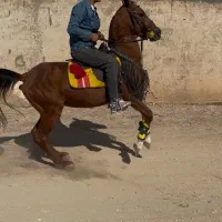 فروش نریان کرد|اسب و تجهیزات اسبسواری|تبریز, |دیوار