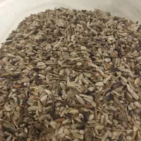 تخمه آفتابگردان ریز برای پرنده