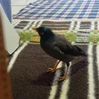 مینا سخن گو معاوضه با کوتوله دستی