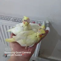 عروس هلندی سرلاکی