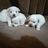 توله مالتیز