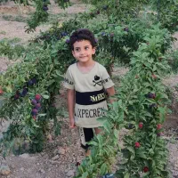 نهال دو تا هفت ساله ریشه ای و گلدانی در رباط‌کریم