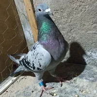 کبوتر ماده زرین جانسن|پرنده|اهواز, عین ۲|دیوار