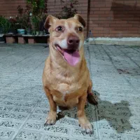 سگ پا کوتاه