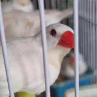 فنچ کرواتی شکلاتی و آلبینو (سفید )|پرنده|کاشان, فاز ۲ ناجی آباد|دیوار