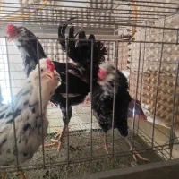 مرغ و خروس گلین اصل بدون غلط