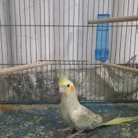 یک جفت عروس هلندی نیمه دستی|پرنده|قم, پردیسان|دیوار
