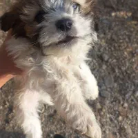 پاکوتا شیتزو