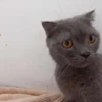 واگذاری گربهی ماده اسکاتیش بولو|گربه|پردیس, فاز ۳|دیوار