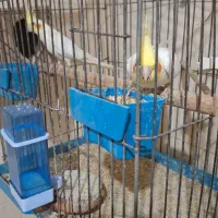 جفت عروس مولد با جوجه|پرنده|اهواز, دانشگاه چمران|دیوار