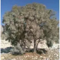 چوب گز هیزم دخیله آماده حمل