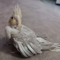 عروس هلندی سرلاکی