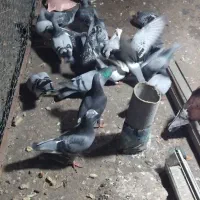 کبوتر المانی