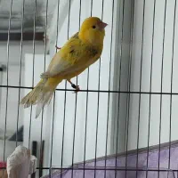 قناری|پرنده|فردیس, فردیس|دیوار