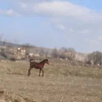 کره اسب مادیان|اسب و تجهیزات اسبسواری|سرعین, |دیوار