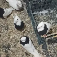 پرنده|پرنده|خنج, |دیوار