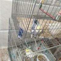 طوطی ملنگو|پرنده|قرچک, مهدیه|دیوار