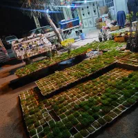 سبزه ماهی تنگ گل و گیاه گلدان نماد سال هفت سین