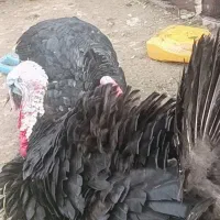 دوتا بوقلمون نر