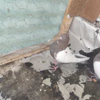 سینه سرخ|پرنده|فولادشهر, B8|دیوار