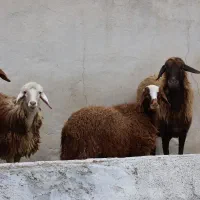 نر  تخمی جوان +4 راس بره و مادر|حیوانات مزرعه|گرگان, |دیوار