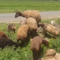 میش و بره