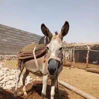 خر ماده