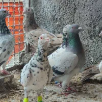 کفتر جنگنده|پرنده|اندیمشک, |دیوار