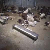 ۳۰ بره نر پروار