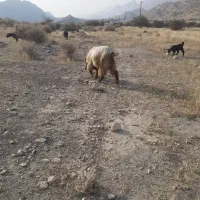 ۲عدد پازن خوب