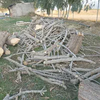 خرید انواع درخت باغی توت انجیر اکالیپتوس|خدمات باغبانی و درختکاری|آق قلا, |دیوار