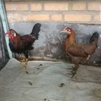 مرغ وخروس
