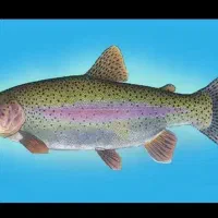 قزل آلای آب شور