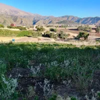 فروش باغ انگور