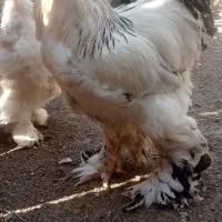 جوجه برهما ۱۰ روزه|حیوانات مزرعه|رامیان, |دیوار