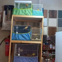 قناری نر و ماده