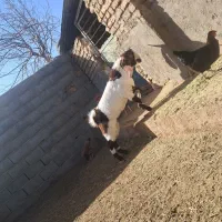 بزغاله نر|حیوانات مزرعه|تربت جام, معدآباد|دیوار