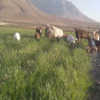 فروش ۹راس بز با۸ راس بزغاله|حیوانات مزرعه|داران, |دیوار