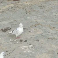 گمشده خیابان نهضت هفت تیر|پرنده|کوهدشت, |دیوار