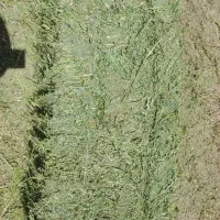 انباری یونج خشک