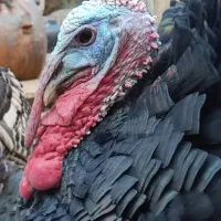 بوقلمون،خروس محلی،مرغ و خروس سلطان