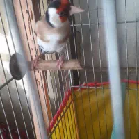 سهره دهن لر