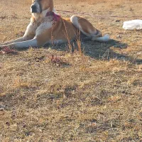 سگ گله تضمینی