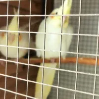 عروس هلندی|پرنده|بندرعباس, |دیوار