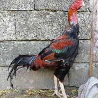 جوجه لاری نژاد دار